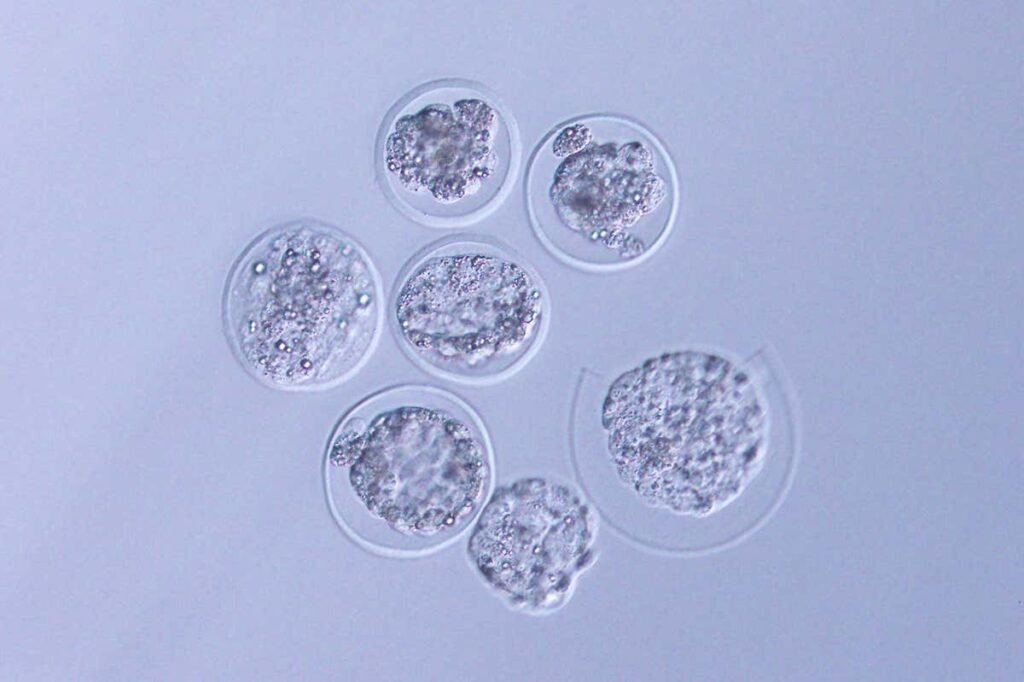 محققان ژاپنی برای اولین‌بار توانستند جنین موش را در فضا پرورش دهند