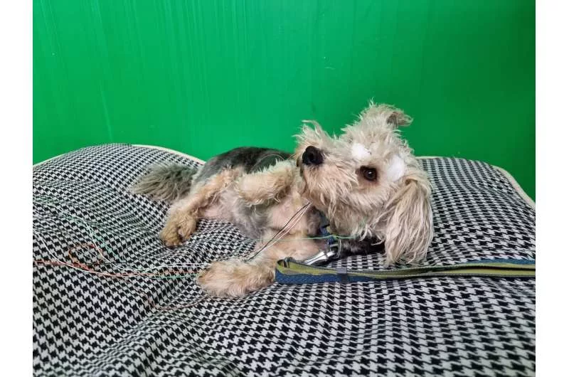 1702675250 964 شکل سر سگ‌ها می‌تواند بر مقدار خواب آنها اثرگذار باشد.webp