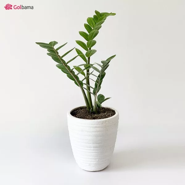 معارفه گیاه های آپارتمانی با کم ترین مقدار نیاز به نور و آب_روشنفکر 7 گیاهان آپارتمانی مقاوم به نور و آب کم