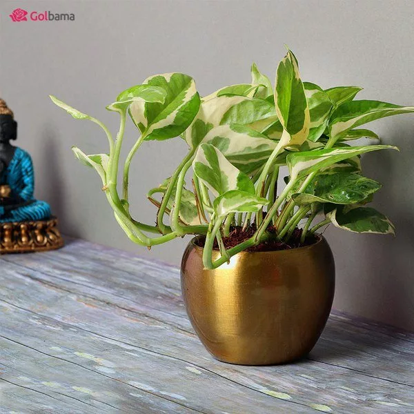 گیاهان آپارتمانی با کمترین نیاز به نور و آب