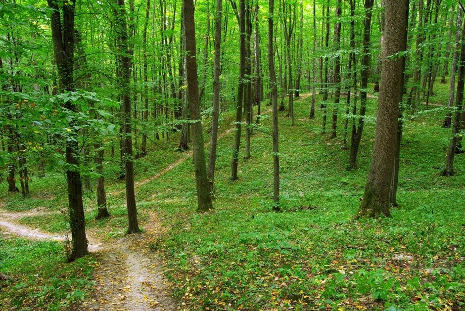 1716137864 964 بوی طبیعت چطور می‌تواند برای سلامتی ما سودمند باشد؟ روشنفکر.webp