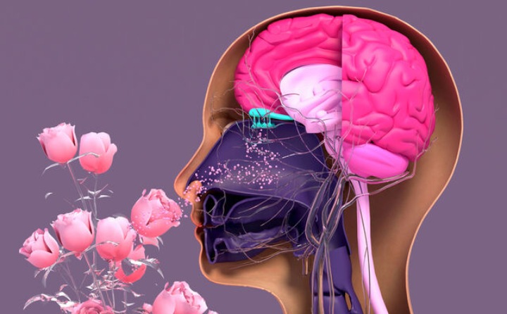 تأثیر عطرهای مختلف بر مغز - روانشناسی عطر