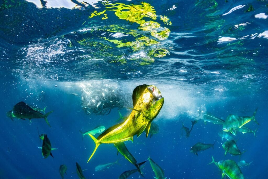 برگزیدگان مسابقه عکاسی اقیانوس سال ۲۰۲۴ معارفه شدند + عکس_روشنفکر 24 دلفین ماهی mahi-mahi