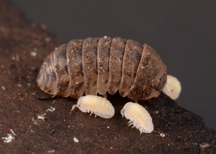 1745605513 493 تشخیص جای نیش حشرات گوناگون و نحوه درمان آن‌ها روشنفکر